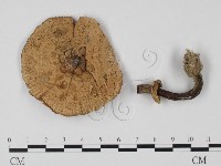 登錄號:F0025698藏品圖，第1張