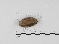 登錄號:F0025699藏品圖，第1張