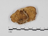 登錄號:F0025700藏品圖，第3張