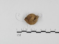 登錄號:F0025702藏品圖，第1張