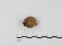 登錄號:F0025702藏品圖，第3張