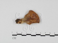 登錄號:F0025703藏品圖，第1張