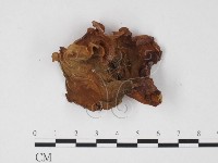 登錄號:F0025704藏品圖，第3張