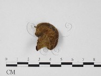 毛木耳藏品圖，第3張