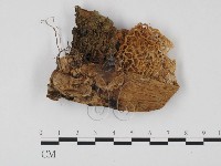 登錄號:F0025706藏品圖，第1張