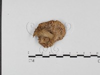 登錄號:F0025708藏品圖，第3張