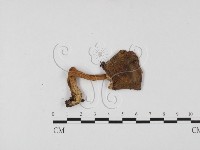 紅菇屬藏品圖，第1張