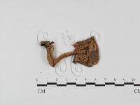 紅菇屬藏品圖，第3張