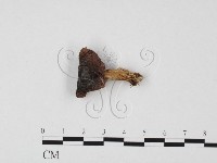 登錄號:F0025710藏品圖，第1張