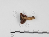 登錄號:F0025710藏品圖，第3張