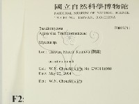 小菇屬藏品圖，第2張