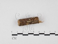 小菇屬藏品圖，第1張