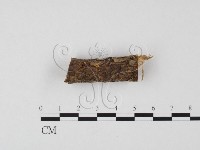 小菇屬藏品圖，第3張