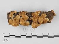 登錄號:F0025712藏品圖，第1張