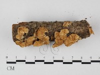 登錄號:F0025712藏品圖，第3張