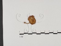 登錄號:F0025713藏品圖，第1張