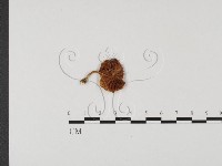 登錄號:F0025713藏品圖，第3張