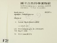 小菇屬藏品圖，第2張