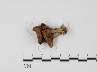 登錄號:F0025715藏品圖，第1張