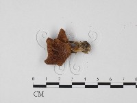 登錄號:F0025715藏品圖，第3張