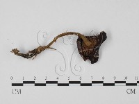 登錄號:F0025716藏品圖，第3張