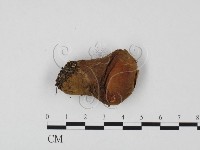 登錄號:F0025718藏品圖，第1張