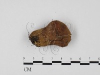 登錄號:F0025718藏品圖，第3張