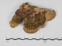 登錄號:F0025719藏品圖，第3張