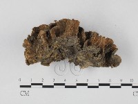 雲芝藏品圖，第3張