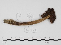 登錄號:F0025723藏品圖，第1張