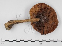 登錄號:F0025727藏品圖，第1張