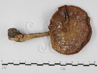 登錄號:F0025727藏品圖，第3張