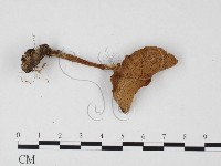 登錄號:F0025728藏品圖，第3張