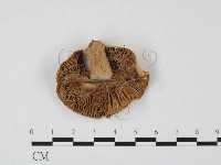 登錄號:F0025729藏品圖，第3張