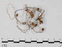 登錄號:F0025730藏品圖，第1張