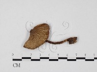 登錄號:F0025731藏品圖，第1張