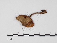 登錄號:F0025731藏品圖，第3張