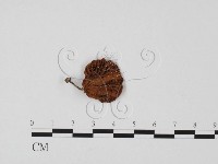 微皮傘屬藏品圖，第1張