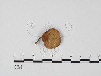 微皮傘屬藏品圖，第3張