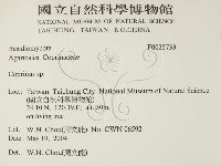 鬼傘屬藏品圖，第2張