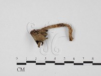 鬼傘屬藏品圖，第1張