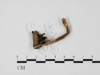 鬼傘屬藏品圖，第3張