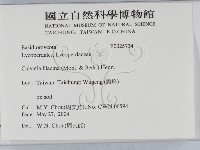 紫色禿馬勃藏品圖，第2張