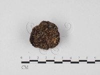 紫色禿馬勃藏品圖，第1張