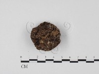 紫色禿馬勃藏品圖，第3張