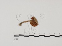 登錄號:F0025736藏品圖，第1張