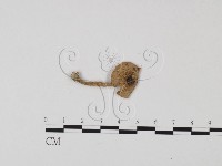 登錄號:F0025736藏品圖，第3張