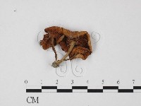 登錄號:F0025738藏品圖，第3張