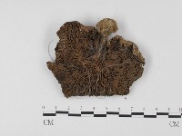 登錄號:F0025739藏品圖，第1張