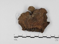 登錄號:F0025739藏品圖，第3張